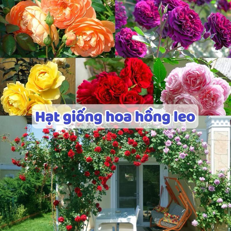 Quá trình ủ lạnh hạt hoa hồng bằng giấy ẩm và túi zip